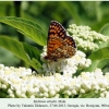 melitaea athalia borzjomi male